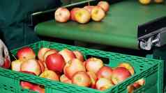苹果处理工厂工人手套排序苹果成熟的苹果排序大小颜色包装工业生产设施食物行业关闭