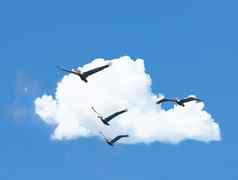 自由飞行群鸟飞行天空