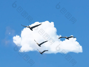 自由飞行群鸟飞行天空