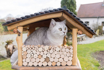 猫坐着<strong>禽舍</strong>小猫手表等待狩猎鸟