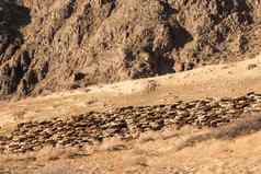大群公羊返回牧场干旱区域中央亚洲