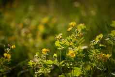 野花盛开的阳光明媚的一天小黄色的野花布鲁姆场