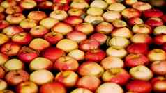 新鲜的选苹果收获过程洗苹果水果生产植物特殊的浴包装浴缸水果仓库排序苹果工厂食物行业