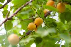 杏子杏树夏天水果成熟的杏子树分支