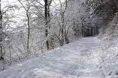路森林公园覆盖雪冬天周围灌木树圣诞节树德国欧洲