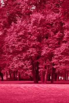还活着品红色的颜色公园景观花园单色背景时尚的颜色