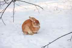 美丽的毛茸茸的红色的兔子冬天农场