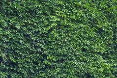 parthenocissus叶子绿色自然背景绿色葡萄叶子墙特写镜头野生葡萄