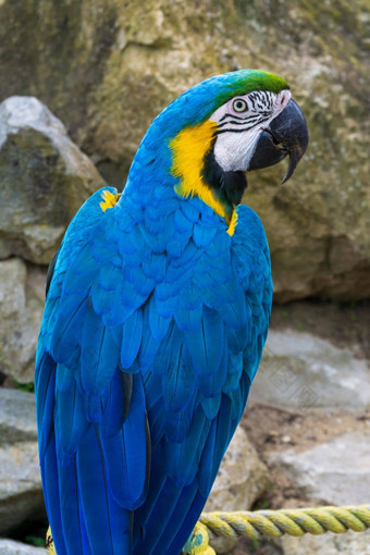 巨大的蓝色的金刚鹦鹉鹦鹉公园