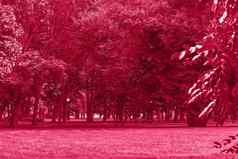 还活着品红色的颜色公园景观花园单色背景时尚的颜色