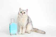 可爱的白色猫坐在蓝色的手提箱白色背景
