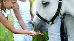 孩子们男孩女孩年美联储白色小马给吃胡萝卜快乐的快乐家庭假期在户外夏天森林
