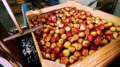 过程洗苹果水果生产植物木盒子苹果沉浸水特殊的浴包装浴缸水果仓库排序苹果工厂食物行业