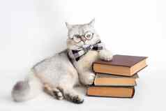 白色猫灰色的弓领带眼镜谎言堆栈书