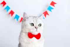 肖像伤心白色猫红色的弓领带坐着白色背景色彩斑斓的旗帜
