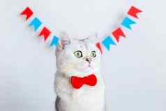 肖像猫红色的弓领带坐着白色背景五彩缤纷的小旗帜