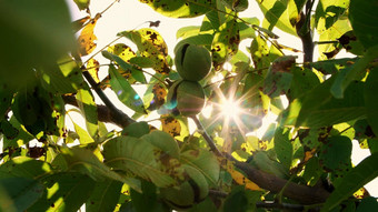 关闭绿色欧洲成熟的核桃日益增长的树叶子光太阳胡桃木树成熟核桃大农村种植园
