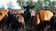 关闭草地农场大棕色（的）黑色的血统繁殖牛公牛队放牧夏天温暖的一天牛肉生产牧场选择牛公牛队