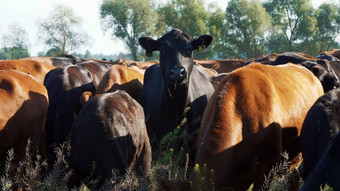 关闭草地农场大棕色（的）黑色的血统繁殖牛公牛队放牧夏天温暖的一天牛肉生产牧场选择牛公牛队
