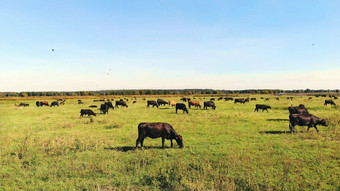 草地绿色长满草的场棕色（的）黑色的血统繁殖牛公牛队放牧农场夏天温暖的一天航空视频繁殖选择牛公牛队