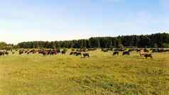 草地绿色长满草的场棕色（的）黑色的血统繁殖牛公牛队放牧农场夏天温暖的一天航空视频繁殖选择牛公牛队