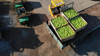 收获苹果小加载器叉车卡车机器负载<strong>大卡车</strong>马车大木盒子完整的绿色苹果前视图航空视频