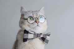 可爱的白色猫灰色的弓领带眼镜灰色的背景