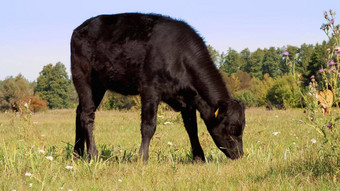 关闭草地农场大黑色的血统繁殖牛放牧夏天温暖的一天牛肉生产牧场选择牛公牛队