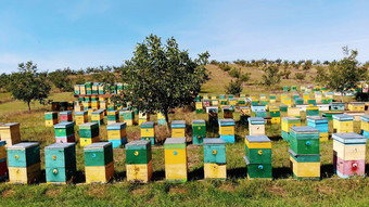 蜜蜂养蜂场草地很多蜜蜂房子<strong>荨麻</strong>疹蜂蜜生产农场蜜蜂群与<strong>荨麻</strong>疹自然蜂蜜生产有机产品