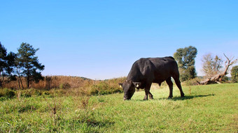 关闭草地农场大黑色的血统繁殖牛放牧夏天温暖的一天牛肉生产牧场选择牛公牛队