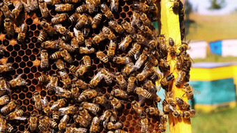 帧蜂巢宏拍摄<strong>蜜蜂</strong>群集蜂窝工作<strong>蜜蜂</strong>蜂巢<strong>蜜蜂</strong>转花<strong>蜜蜂</strong>蜜养蜂人收获蜂蜜养蜂养蜂场