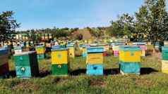 蜜蜂养蜂场草地很多蜜蜂房子荨麻疹蜂蜜生产农场蜜蜂群与荨麻疹自然蜂蜜生产有机产品