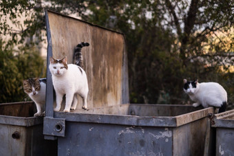 流浪猫搜索食物垃圾站