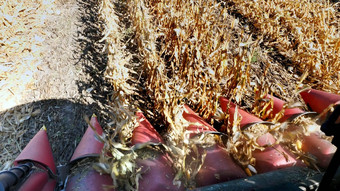 关闭视图小屋大红色的结合收割机机过滤新鲜的成熟的玉米叶子茎收获过程玉米场早期秋天农业