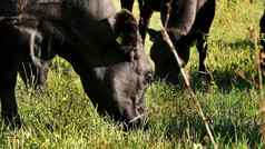 关闭草地农场大黑色的血统繁殖牛公牛队放牧吃草夏天一天牛肉生产牧场选择牛公牛队