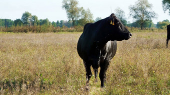 关闭草地农场大黑色的血统繁殖牛公牛队放牧夏天温暖的一天牛肉生产牧场选择牛公牛队