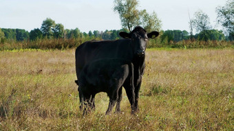 小腿牛饮料牛奶吃牛放牧场肉生产农场夏天温暖的一天