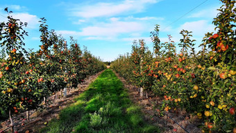 长过道行苹果树苹果果园农业企业选择苹果小树很多水果红色的苹果成长苹果收获早期秋天航空视频