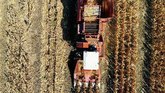 空中前视图结合收割机机收获玉米场早期秋天大红色的拖拉机过滤新鲜的玉米叶子茎空中农业