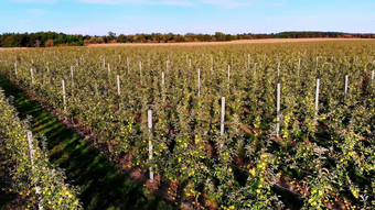 大场苹果果园农业企业选择苹果小苹果树很多水果成长苹果苹果收获早期秋天航空视频