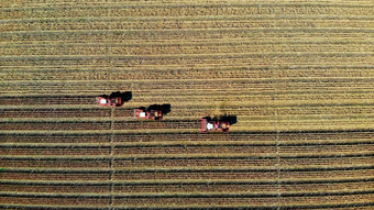 空中前视图大红色的结合收割机机器收获玉米场早期秋天拖拉机过滤新鲜的玉米叶子茎空中农业