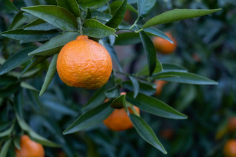 成熟的橙子树分支机构橙色花园水滴