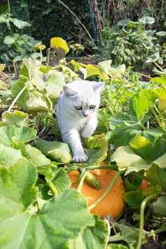 小苏格兰小猫戏剧成熟的南瓜花园