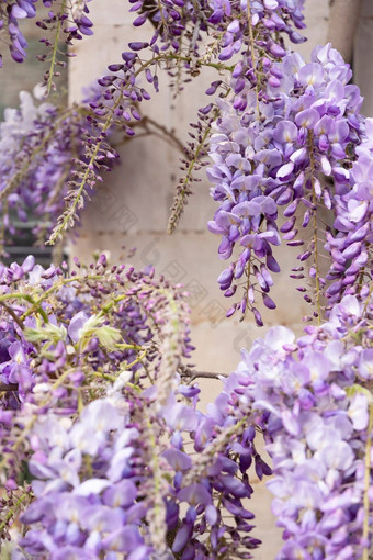 花淡紫色盛开的紫藤包装建筑外观花背景