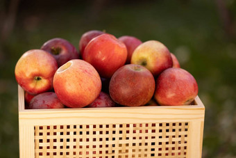 红色的苹果抽屉里秋天季节时间苹果收获花园新鲜的有机水果花园收获季节