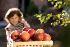 女孩玩树果园可爱的女孩吃红色的美味的水果孩子挑选苹果农场秋天女孩肖像吃红色的苹果户外苹果挑选健康的营养