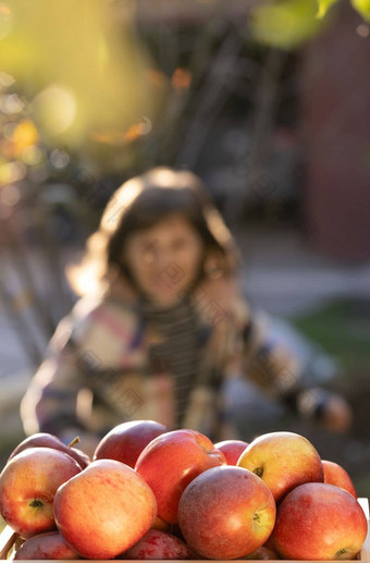 孩子挑选<strong>苹果</strong>农场秋天女孩玩树果园可爱的女孩吃<strong>红</strong>色的美味的<strong>水果苹果</strong>挑选健康的营养