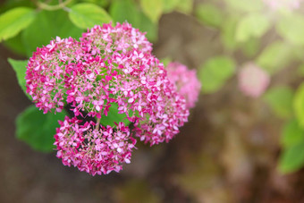 粉红色的绣球花羊花开花绣球花树绣球花树木糖果贝儿泡泡糖花园夏天