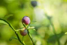 野生蓝莓布什森林特写镜头绿色蓝莓布什浆果绿色叶子蓝莓布什