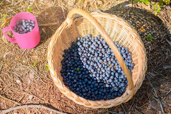 蓝莓挑选季节篮子成熟的蓝莓森林杯子完整的成熟的多汁的野生蓝莓概念挑选夏天浆果森林
